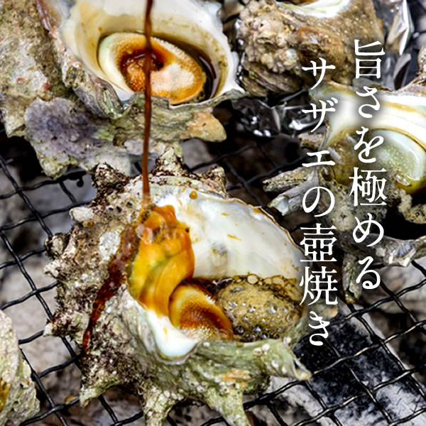 市場 サザエ 鳥取県 日本海 天然活さざえ 1kg BBQバーベキュー お刺身 海の幸 10個前後 壺焼き