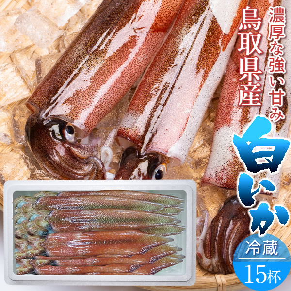 いか 白イカ 15杯 約4 0kg 生き 鳥取県産 烏賊 剣先いか活造り ケンサキイカ イカの女王白いか 詰め合わせ 日本海 山陰沖 ふるさと 新鮮 干物 漁火 刺身 イカソーメン いかさし いか焼き 生食用 宅飲み チルド 産地直送 漁港直送 高級ギフト 敬老の日ギフト 送料無料