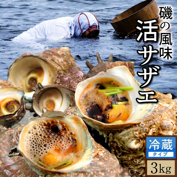 天然貝殻(サザエ/夜光貝)13.5cmの置物 - メルカリ