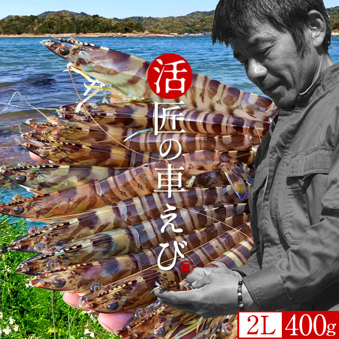 車海老［予約11月］生きたまま 特大【2L】活車えび 400g［12-14尾入］島育ち 天草 匠の車海老 生産者 丸山えび 刺身 熊本県産 クルマエビ おがくず入 活きえび 食べ方 踊り食い しゃぶしゃぶ 直売所 おすすめ［お歳暮ギフト 年末年始OK］｜食コレ Japan-food 7,455円