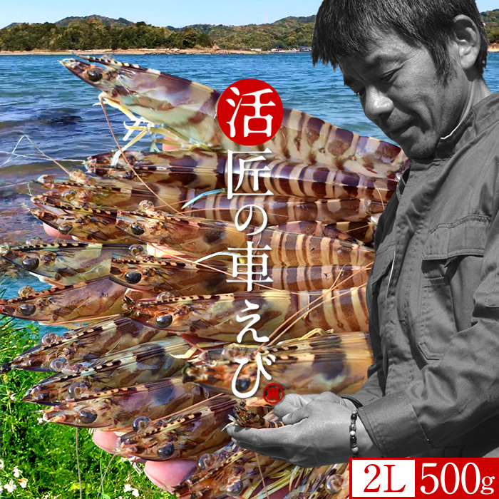 車海老［予約11月］生きたまま 特大【2L】活車えび 500g［15-17尾入］島育ち 天草 匠の車海老 生産者 丸山えび 刺身 熊本県産 クルマエビ おがくず入 活きえび 食べ方 踊り食い しゃぶしゃぶ 直売所 おすすめ［お歳暮ギフト 年末年始OK］｜食コレ Japan-food