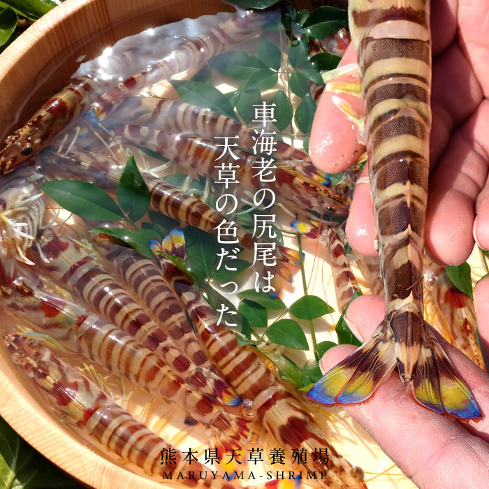 最安値 楽天市場 えび 車海老 活〆冷凍 車えび L 7尾入 250g 5p 計35尾 車エビ 生冷凍 刺身用 クルマエビの本場 熊本県天草 養殖場直送 おすすめ人気通販 産直 高級ギフト 匠の車えび 丸山えび 送料無料 母の日 ギフト 食コレ Japan Food 手数料安い Www