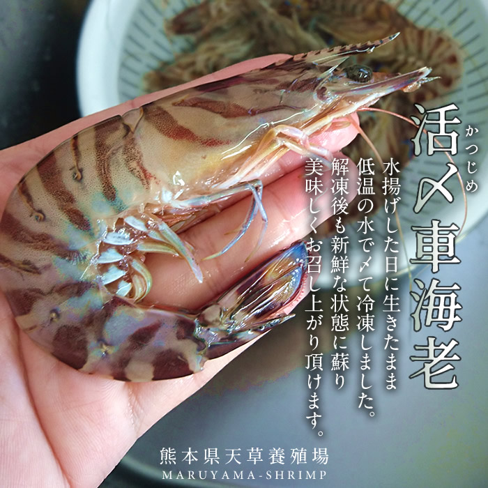 最安値 楽天市場 えび 車海老 活〆冷凍 車えび L 7尾入 250g 5p 計35尾 車エビ 生冷凍 刺身用 クルマエビの本場 熊本県天草 養殖場直送 おすすめ人気通販 産直 高級ギフト 匠の車えび 丸山えび 送料無料 母の日 ギフト 食コレ Japan Food 手数料安い Www