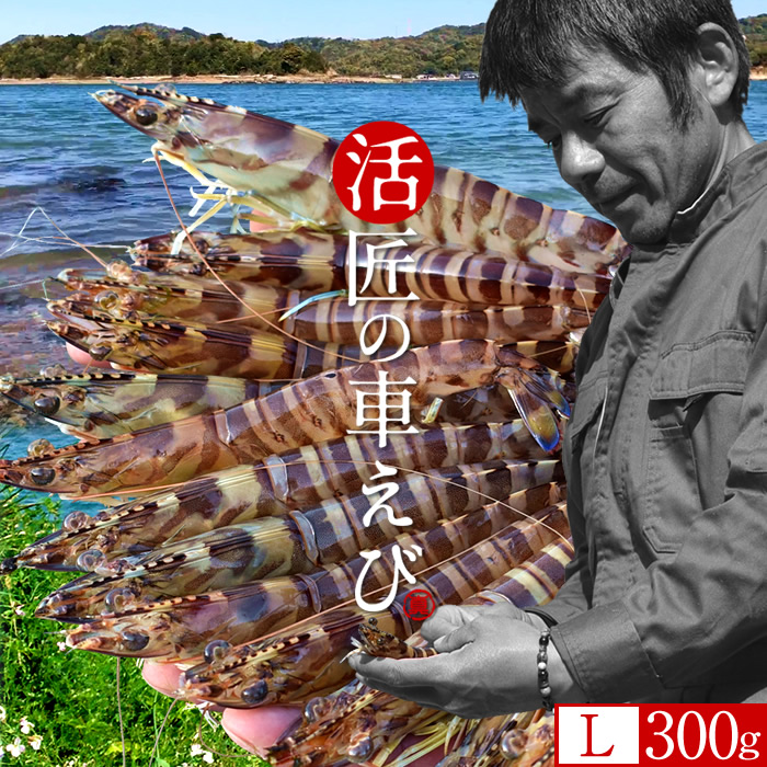 【楽天市場】車海老[新えび]生きたまま 活車エビ【L】300g[10-13尾]島育ち 天草 匠の車海老 生産者 丸山えび 刺身 熊本県産 ...