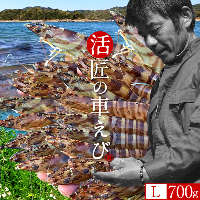 車海老［予約11月］生きたまま 活車エビ【L】700g［25-29尾］島育ち 天草 匠の車海老 生産者 丸山えび 刺身 熊本県産 クルマエビ おがくず入 活きえび 食べ方 踊り食い しゃぶしゃぶ 直売所 おすすめ［お歳暮ギフト 年末年始OK］｜食コレ Japan-food 10,220円