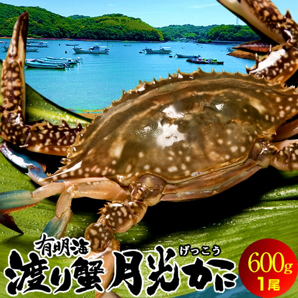わたりがに ワタリガニ 有明海 月光かに 約600g前後 大 生 渡り蟹 熊本県上天草市串港 ガザミ ガネ カニ漁師 活〆冷凍 送料無料 父の日 プレゼント ギフト お中元 septicin Com