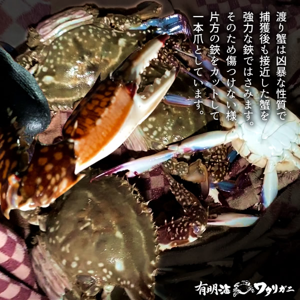わたりがに ワタリガニ 有明海 月光かに 約700g前後 特大2l 2尾 生 渡り蟹 熊本県上天草市串港 ガザミ ガネ カニ漁師 活〆冷凍 送料無料 父の日 プレゼント ギフト お中元 Keshavconsulting Com