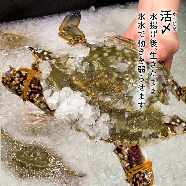 わたりがに ワタリガニ 有明海 月光かに 約700g前後 特大2l 2尾 生 渡り蟹 熊本県上天草市串港 ガザミ ガネ カニ漁師 活〆冷凍 送料無料 父の日 プレゼント ギフト お中元 septicin Com