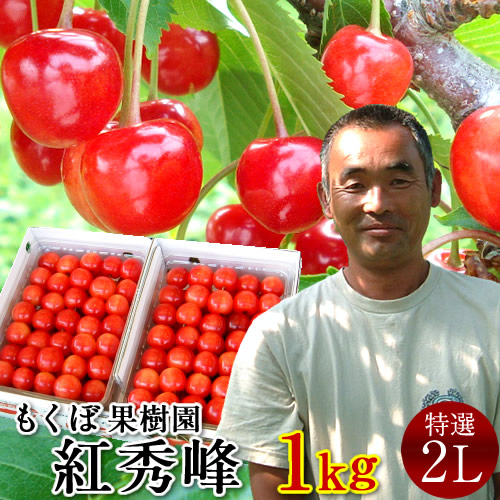 さくらんぼ 紅秀峰 1kg＼お中元予約 7月下旬お届け／最高級 秀品【特選2L/L】500g×2P 完熟 高糖度 大玉 サクランボのふるさと 北海道 余市仁木町 優良生産者 もくぼ果樹園 べにしゅうほう［お中元 人気 ギフト 御中元2024］