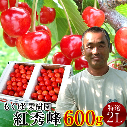 さくらんぼ 紅秀峰 600g＼お中元予約 7月下旬お届け／最高級 秀品【特選2L/L】300g×2P 完熟 高糖度 大玉 サクランボのふるさと 北海道 余市仁木町 優良生産者 もくぼ果樹園 べにしゅうほう［お中元 人気 ギフト 御中元2025］