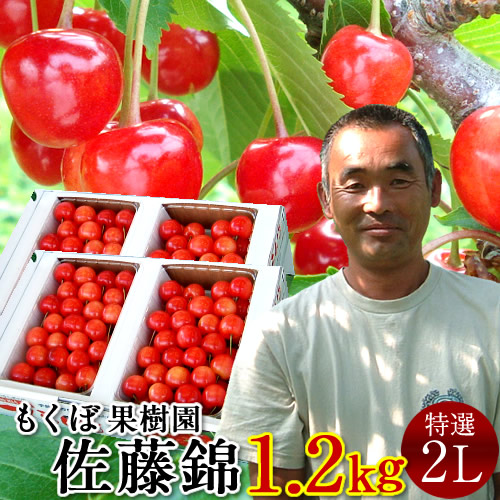 さくらんぼ 佐藤錦 1.2kg＼お中元予約 7月中下旬お届け／最高級 秀品【特選2L/L】600g×2箱セット 完熟 高糖度 大玉 サクランボのふるさと 北海道 余市仁木町 優良生産者 もくぼ果樹園 さとうにしき［お中元 人気 ギフト 御中元2024］