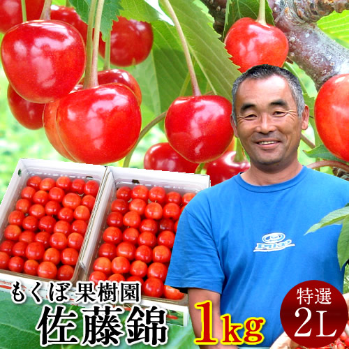 さくらんぼ 佐藤錦 1kg＼お中元予約 7月中下旬お届け／最高級 秀品【特選2L/L】500g×2P 完熟 高糖度 大玉 サクランボのふるさと 北海道 余市仁木町 優良生産者 もくぼ果樹園 さとうにしき［お中元 人気 ギフト 御中元2024］