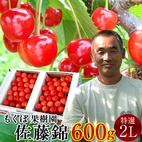 さくらんぼ 佐藤錦 600g＼お中元予約 7月中下旬お届け／最高級 秀品【特選2L/L】300g×2P 完熟 高糖度 大玉 サクランボのふるさと 北海道 余市仁木町 優良生産者 もくぼ果樹園 さとうにしき［お中元 人気 ギフト 御中元2024］