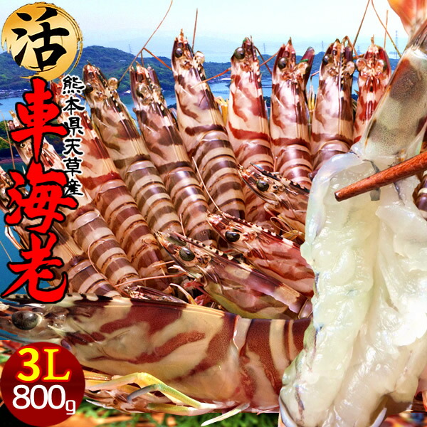 輪島塗】茶櫃と茶托五客 輪島屋本店 極上本堅地 扇子 金蒔絵 【公式通販】