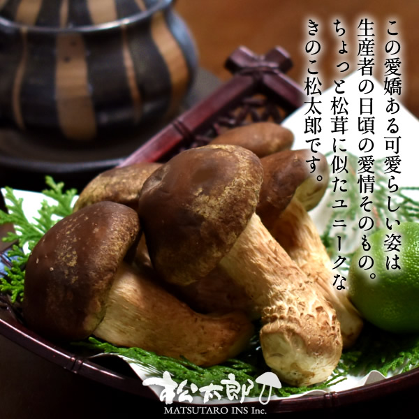 楽天市場】三重県 国産 300g(8〜9本） 松太郎 松茸(マツタケ