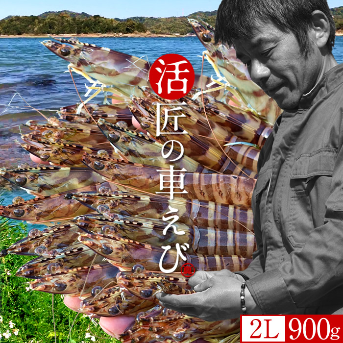 車海老 特大【2L】［予約11月］生きたまま 活車えび 900g［27-29尾入］島育ち 天草 匠の車海老 生産者 丸山えび 刺身 熊本県産 クルマエビ おがくず入 活きえび 食べ方 踊り食い しゃぶしゃぶ［お歳暮 ギフト 年末年始配送］｜ショクコレ