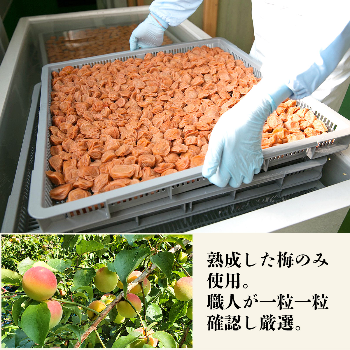 市場 紀州南高梅 減塩 うめぼし 蜂蜜 1kg 低塩分 常温便 梅干し 梅干 和歌山県産 はちみつ