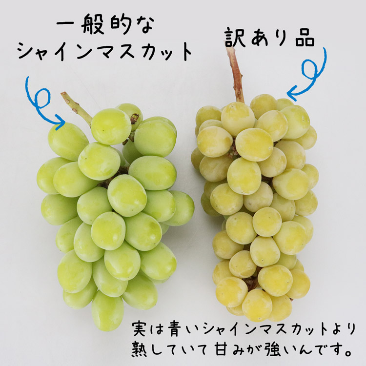ぶどう シャインマスカット 訳あり 約1kg 2〜3房 ご家庭用 お徳用