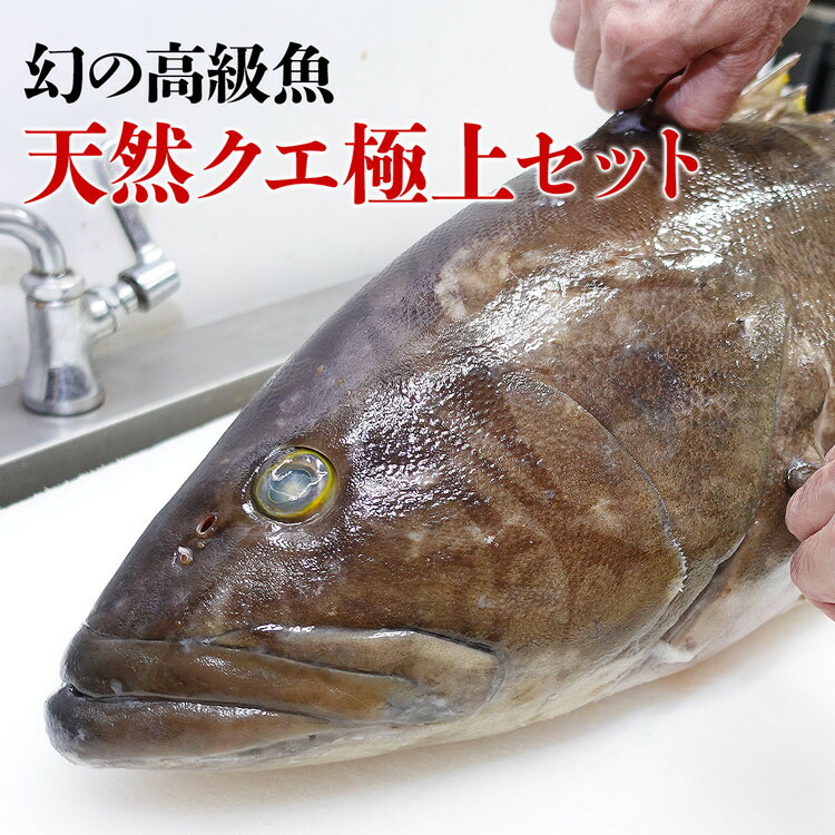 価格交渉ok送料無料 クエ 天然 クエ鍋 刺身 セット 2 3人前 超希少天然クエ 送料無料 お造り 国産 冷凍便 鍋 唐揚げ 雑炊 お取り寄せグルメ 食品 備蓄 ギフト Nrockconstruction Com