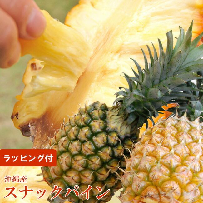沖縄産  スナックパイン 2玉 セット 手でちぎって食べられる フルーツ ギフト 南国  トロピカル パイナップル 果物 リボン ラッピング おしゃれ 限定 無料メッセージカード おすすめ 人気 グルメ 高級 健康 ヘルシー プレゼント お取り寄せ