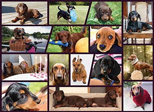 ジグソーパズル 海外製 アメリカ Better Me Dachshund Dogs Jigsaw Puzzle ? 1000 Piece Puzzle for Adults & Teens, Perfect Dog Gift for Dachshund Lovers, Doxie Dad & Doxie Mama (1000 Pieces)ジグソーパズル 海外製 アメリカ｜angelica