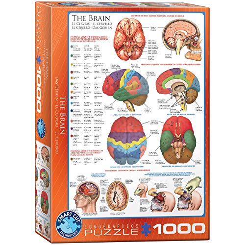 ジグソーパズル 海外製 アメリカ EuroGraphics Human Body (The Brain) 1000 Piece Puzzleジグソーパズル 海外製 アメリカ|angelica