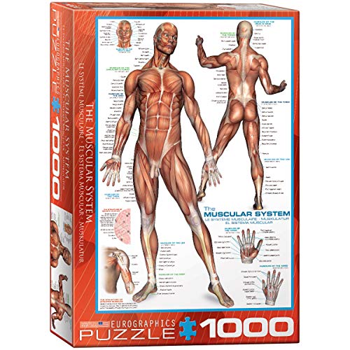 ジグソーパズル 海外製 アメリカ EuroGraphics Muscular System Puzzle (1000-Piece) (6000-2015)ジグソーパズル 海外製 アメリカ｜angelica
