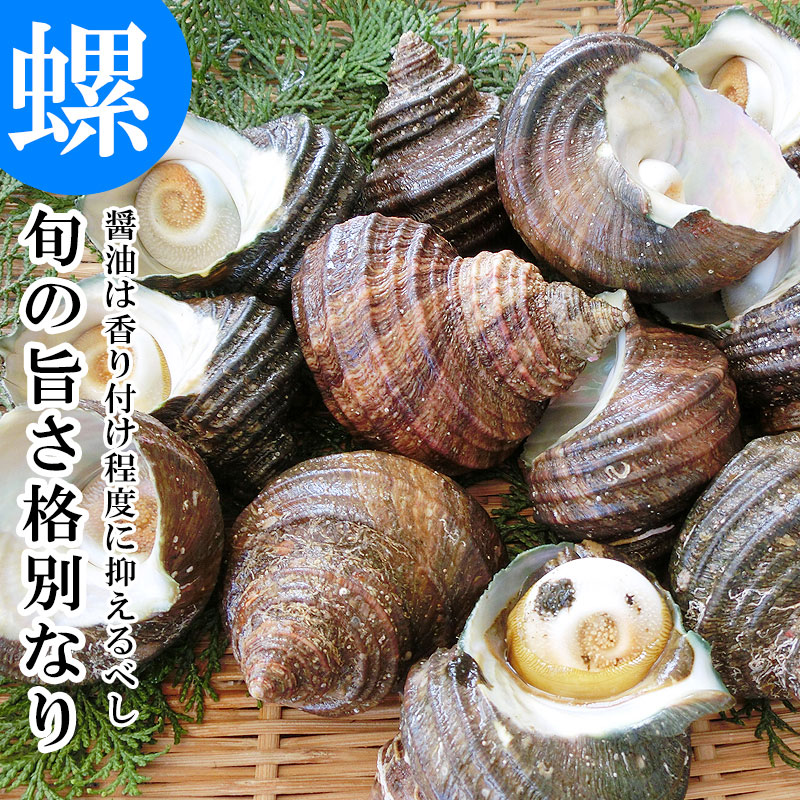 楽天市場】天然 活き サザエ 2kg 12〜20個 大分 貝 蠑螺 さざえ 栄螺