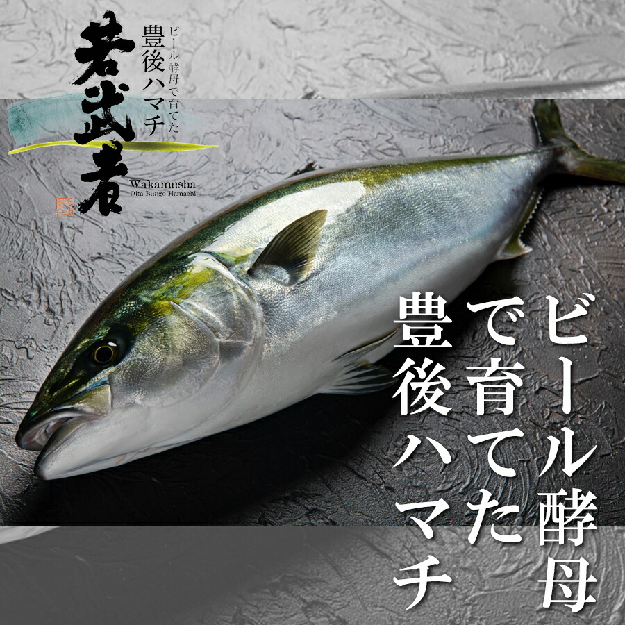 ビール酵母で育てた豊後ハマチ 若武者 1本物 3 5 4kg 大分県産 わかむしゃ ぶり 鰤 ブリ 養殖 冷蔵 Umu Ac Ug