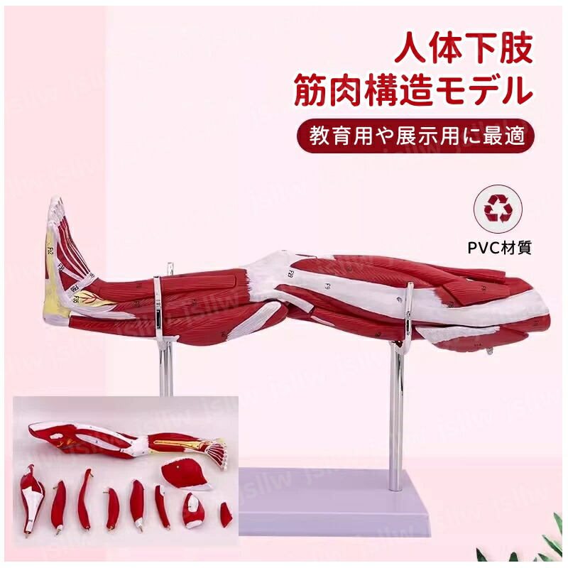 【百貨店SALE10%OFF】人身下肢腕力社会システム真似形 腕力生体解剖ひな型 下肢の腕力腐蝕 腓腹筋 膝窩筋 見せびらかす照明ランプ付き添い人 取りはらい能力のある 精神的な統合 晴れ晴れしい真似形 人身ひな型 教学用真似形 刀圭受けつたえる用 院内ひな型 切開手術書きあらわす用