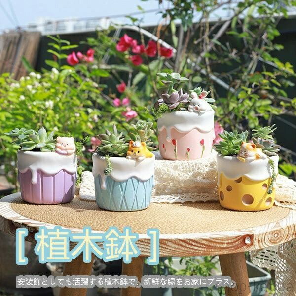 楽天市場】【送料無料】肉球鉢【M】サイズ【1個入り】多肉植物寄せ植え