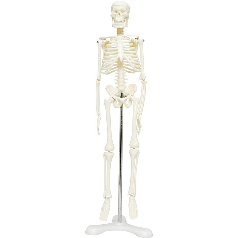 楽天市場】人体骨格模型 骨格標本 稼動 直立 スタンド 教材 45cm 1/4