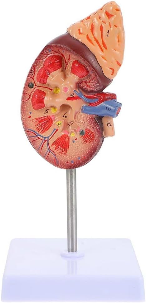 腎臓モデル マネキン 腎臓解剖モデル 解剖学臓器モデル 人間の臓器モデル 解剖学的モデル 生物学デモンストレーション 4,262円