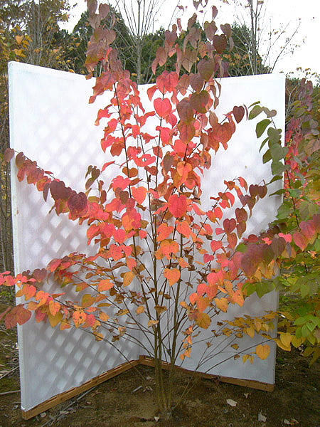 楽天市場 現品発送 紅葉のきれいな落葉樹 95 の葉っぱも女子に人気 カツラ 株立 2 4 2 5m程度 根鉢含まず 6カ月枯れ保証 グリーンロケット