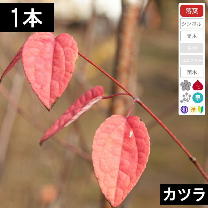 Plantation - カツラバシカメラ 楽天市場】【10本】 カツラ苗木 高さ50cm〜80cm程度 : グリーン