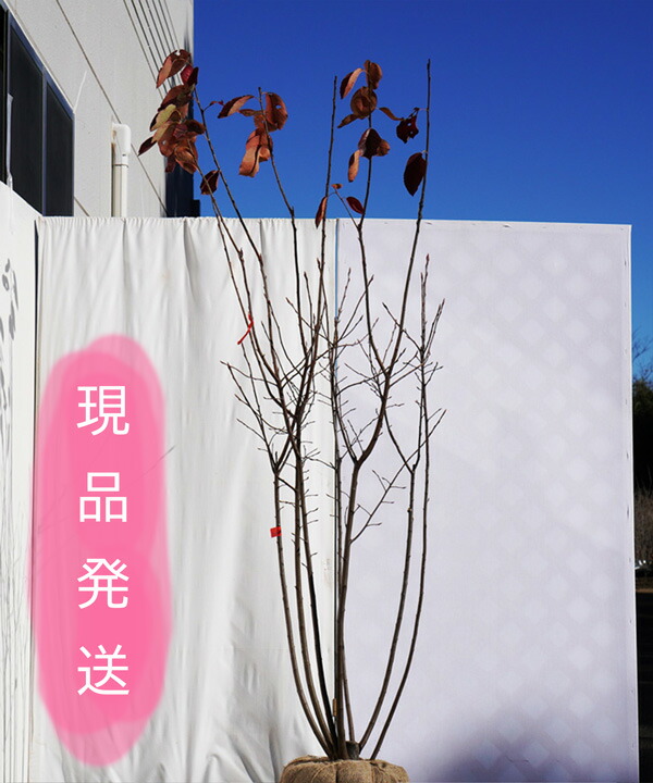 人気メーカー ブランド 6ヵ月枯れ保証付 現品発送 ジューンベリー ラマルキー 1 8 2 0m程度 根鉢含まず シンボルツリー 株立 Junberry Ramarchy60 Www Scholarshub Net