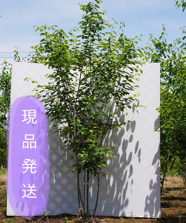 楽天市場 6ヵ月枯れ保証付 現品発送 ジューンベリー ラマルキー 株立 2 1 2 4m程度 根鉢含まず 落葉樹 庭木 シンボルツリー グリーンロケット