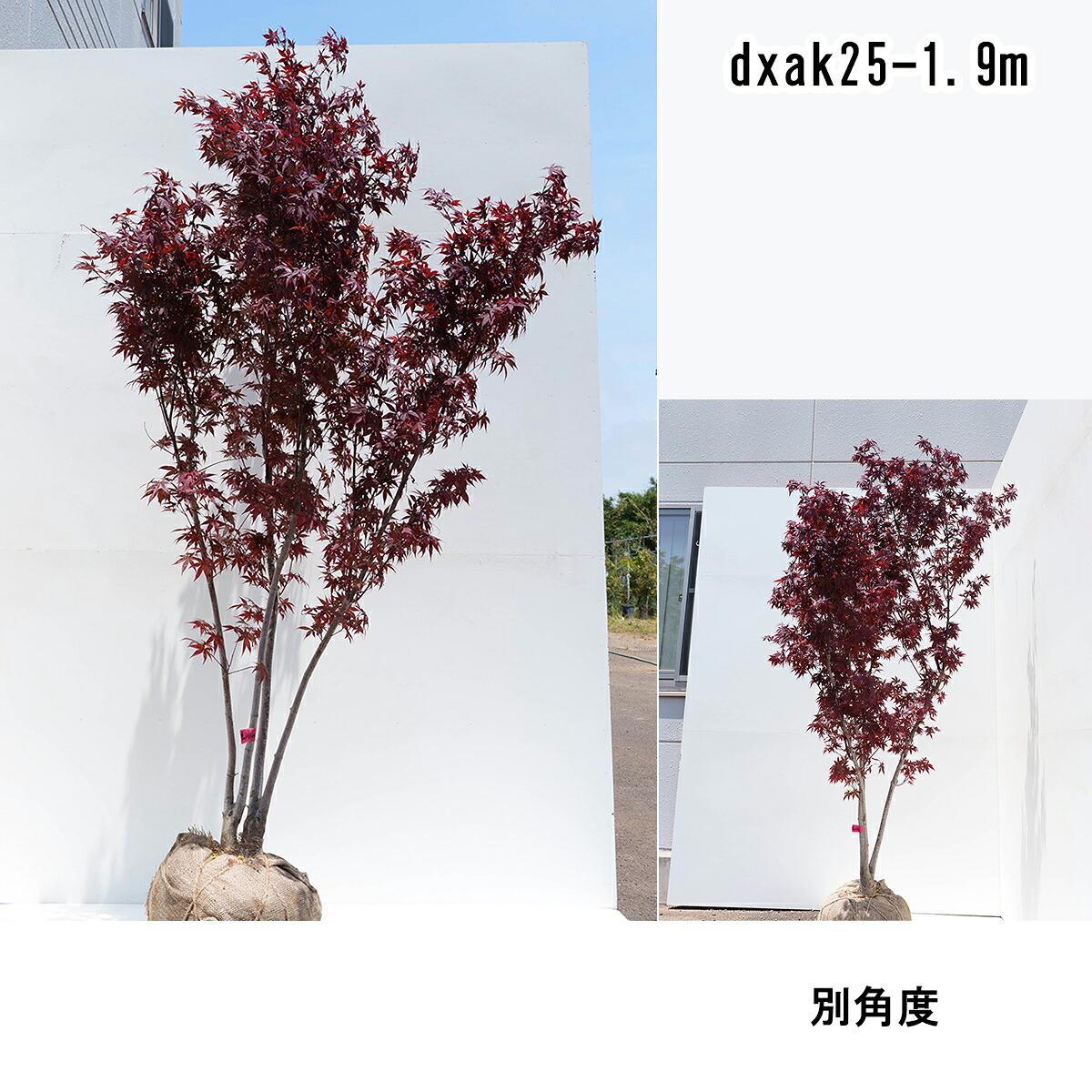 ノムラモミジ 高さ1.7~1.9m【送料無料】不在置き了承商品|グリーンロケット