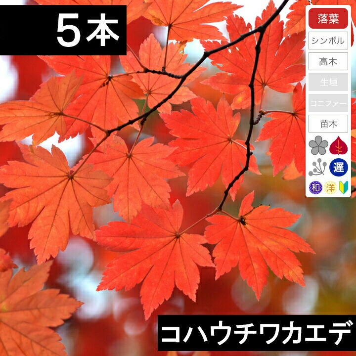 楽天市場】庭木 苗 コハウチワカエデ 8号(100〜120cm)【送料無料