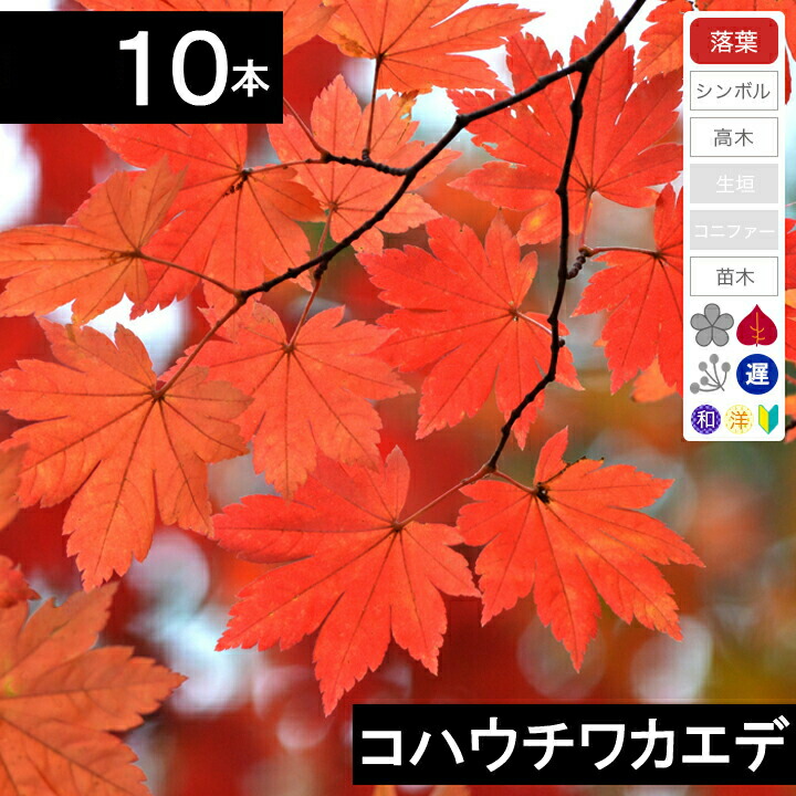 楽天市場】庭木 苗 コハウチワカエデ 8号(100〜120cm)【送料無料
