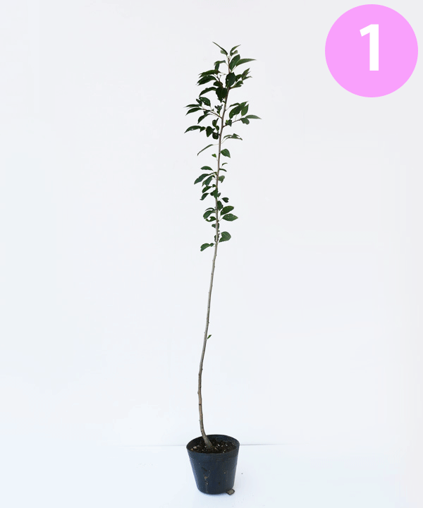 特大苗 高さ1cm 150cm グリーンロケット アオハダ 植木 高さ1cm 150cm花 ガーデン Diy アオハダ 最適な価格 特大苗 高さ1cm 150cm グリーンロケット アオハダ 植木 高さ1cm 150cm花 ガーデン Diy アオハダ 最適な価格