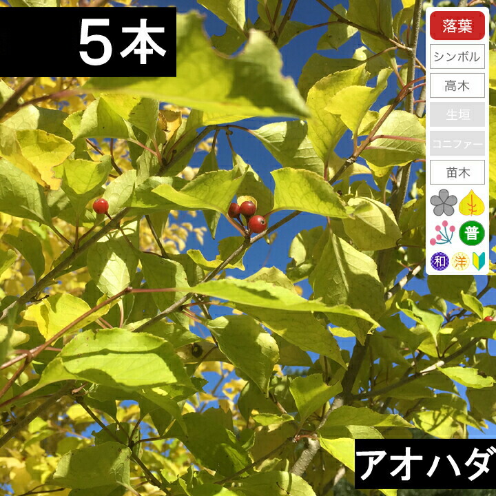 【5本】 アオハダ若木 高さ30糎～50糎座標軸