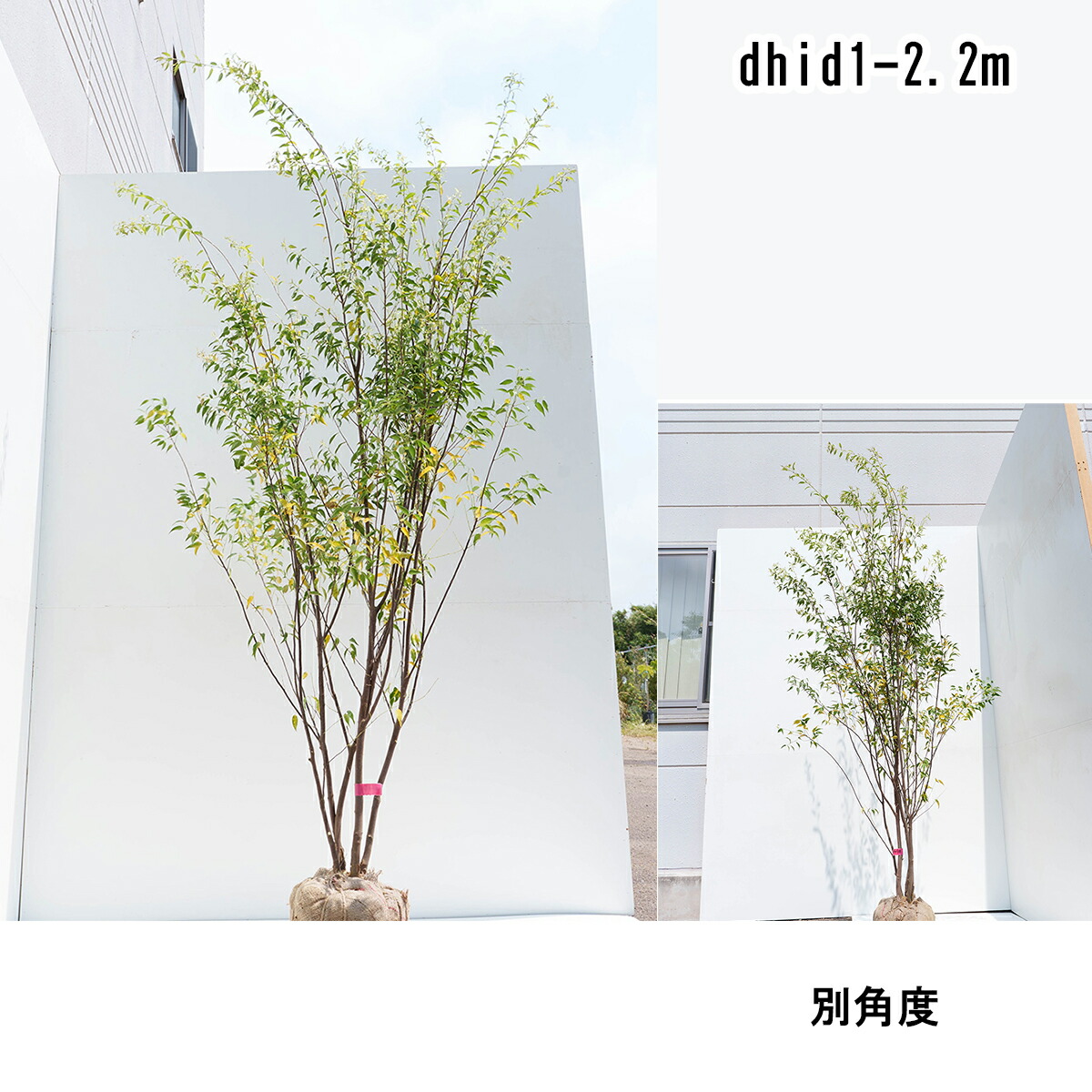ハイノキ 株立 高さ2.0～2.2m（根鉢含まず）欠場置き了承