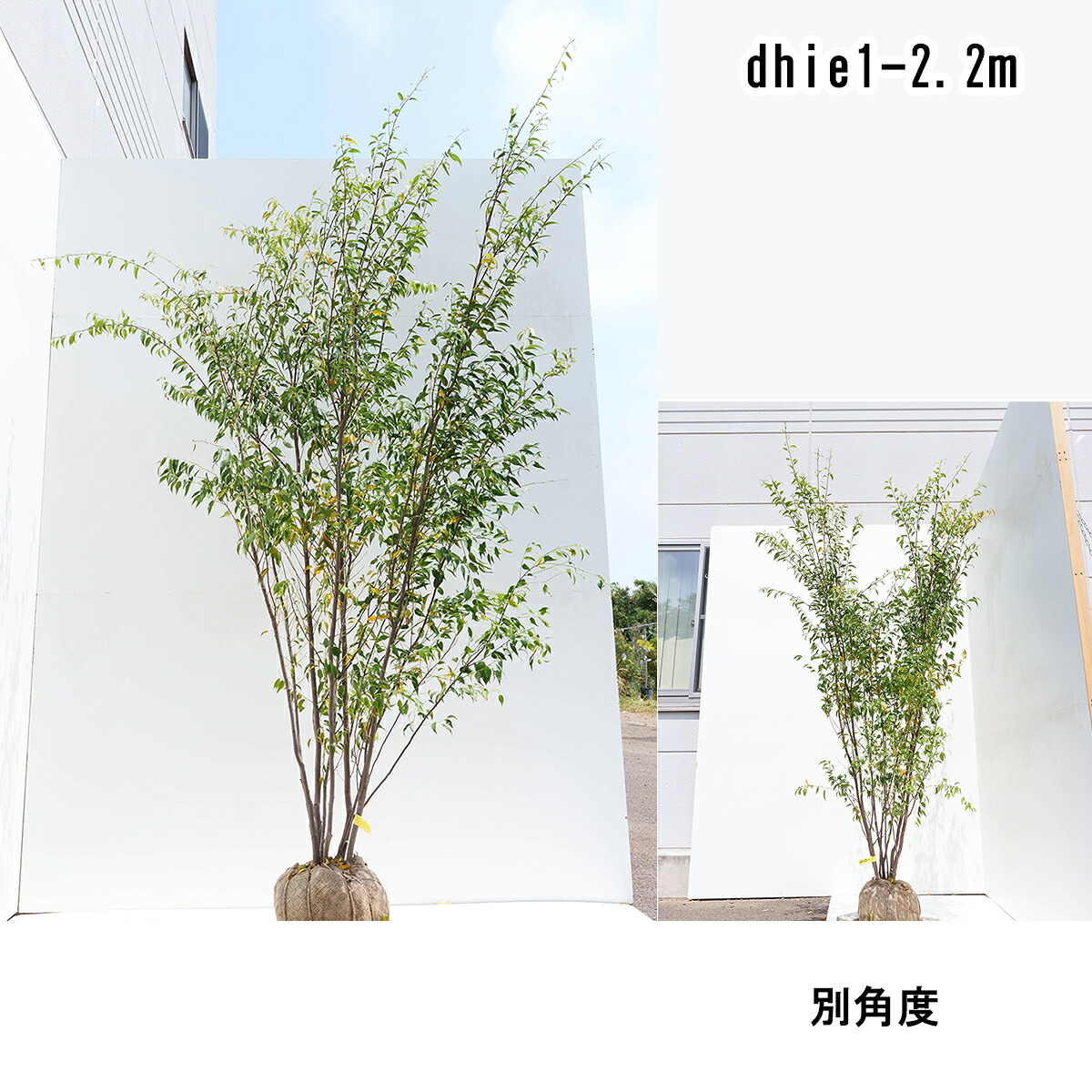 ハイノキ 株立 高さ1.6～2.3m（根鉢含まず）欠席置き了承