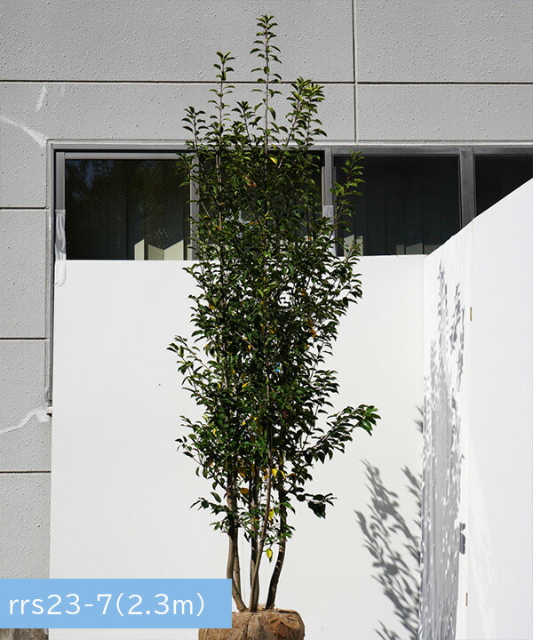 現品発送 メス 植木 不在置きのみ メス 株立2 0 2 3ｍ程度 根鉢含まず グリーンロケット選抜良形 ソヨゴ 直接引取りで4000円引き 枯れ保証付 シンボルツリー