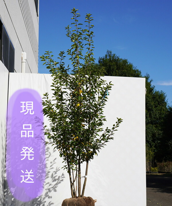 直接引取で4000円引き メス ガーデニング 農業 枯れ保証付 メス 現品発送 選抜良形 シンボルツリー 不在置きのみ ソヨゴ 株立 植木 2 0 2 3m程度 根鉢含まず グリーンロケット