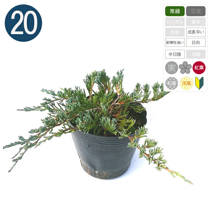 コニファー バーハーバー 本 バーハーバー 植木 送料無料 グリーンロケット 本 ポット直径15cm コニファー バーハーバー 本 バーハーバー 植木 送料無料 グリーンロケット 本 ポット直径15cm