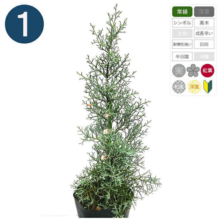 楽天市場】1本 / ムーングロー 15cmポット 樹高30cm〜 コニファー