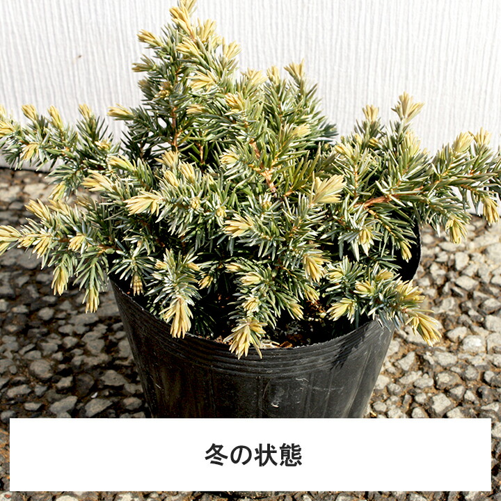 海外最新 ブルーパシフィック 長さcm前後 9cmポット 30本セット T1送料無料 ぶるーぱしふぃっく コニファー ハイビャクシン 販売 苗 植木 苗木 庭木 グランドカバー 下草 寄せ植え 低木 超大特価 Three60 Degree