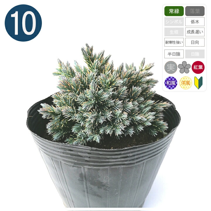 楽天市場】5本 / ブルースター ポット直径15cm コニファー : グリーン